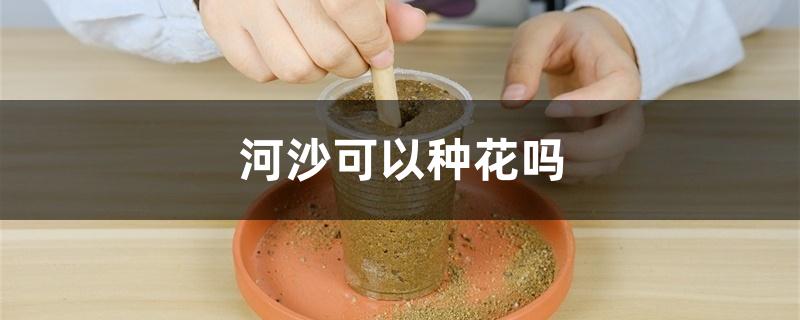 河沙可以种花吗 河沙可以种花吗