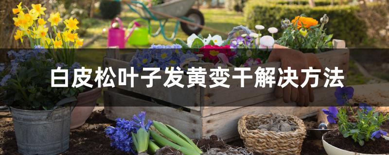 白皮松叶子发黄变干解决方法 白皮松叶子发黄变干解决方法