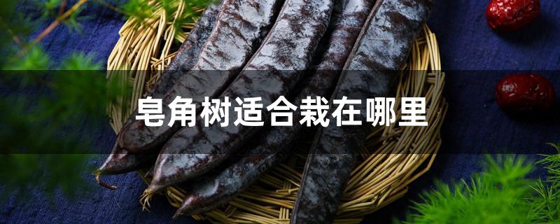 皂角树适合栽在哪里 皂角树适合栽在哪里