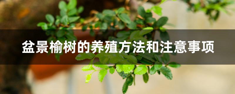 盆景榆树的养殖方法和注意事项 盆景榆树的养殖方法和注意事项