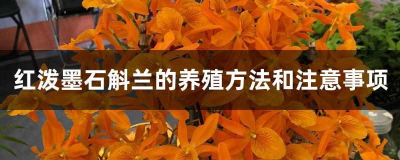 红泼墨石斛兰的养殖方法和注意事项 红泼墨石斛兰的养殖方法和注意事项
