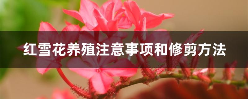 红雪花养殖注意事项和修剪方法 红雪花养殖注意事项和修剪方法