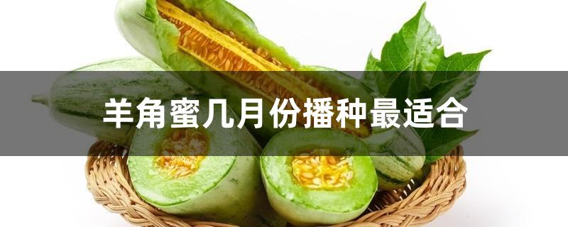 羊角蜜几月份播种最适合 羊角蜜几月份播种最适合