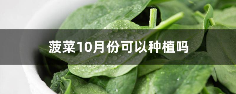 菠菜10月份可以种植吗 菠菜10月份可以种植吗