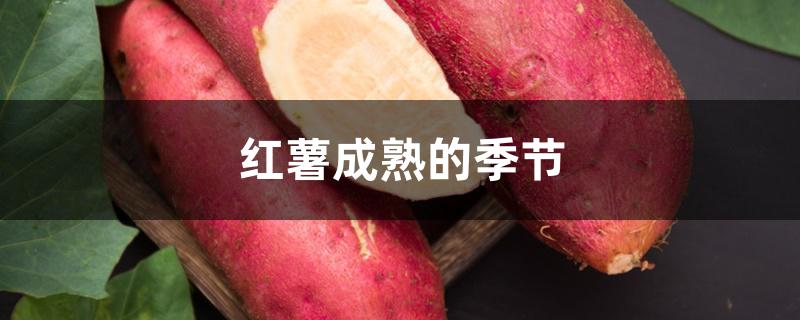 红薯成熟的季节 红薯成熟的季节