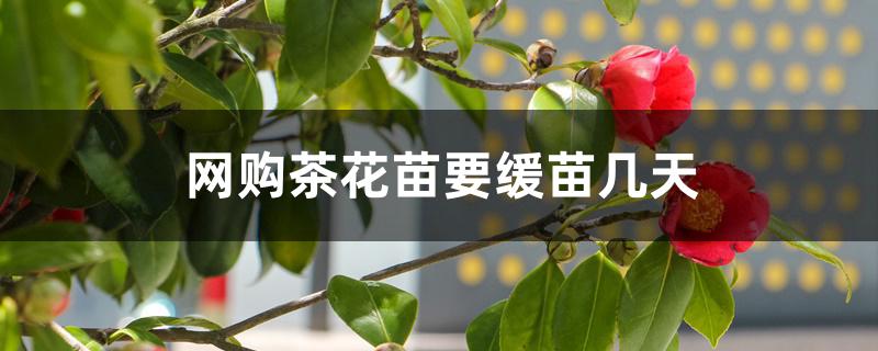 网购茶花苗要缓苗几天 网购茶花苗要缓苗几天