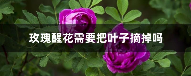 玫瑰醒花需要把叶子摘掉吗 玫瑰醒花需要把叶子摘掉吗