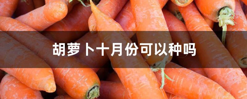 胡萝卜十月份可以种吗 胡萝卜十月份可以种吗