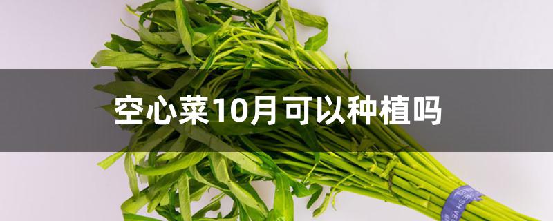 空心菜10月可以种植吗 空心菜10月可以种植吗