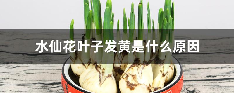 水仙花叶子发黄是什么原因