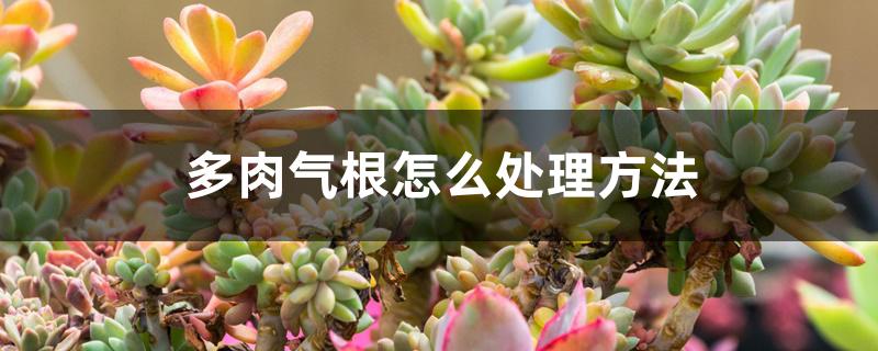 多肉气根怎么处理方法