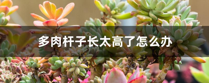 多肉杆子长太高了怎么办