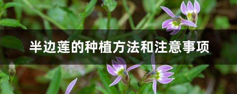 半边莲的种植方法和注意事项