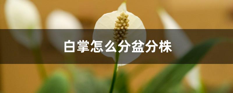 白掌怎么分盆分株