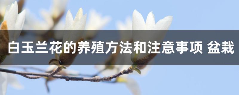 白玉兰花的养殖方法和注意事项 盆栽