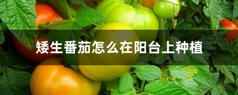 矮生番茄怎么在阳台上种植