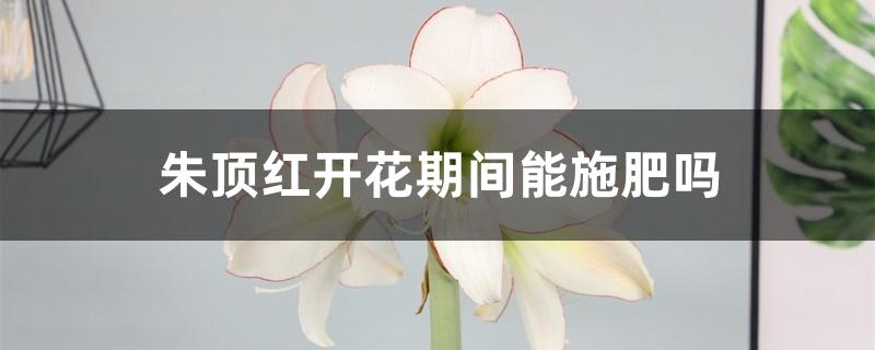 朱顶红开花期间能施肥吗