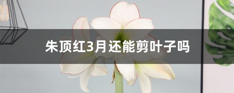 朱顶红3月还能剪叶子吗