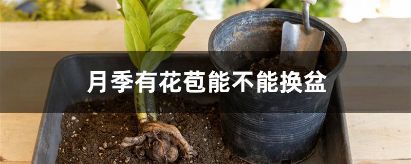 月季有花苞能不能换盆