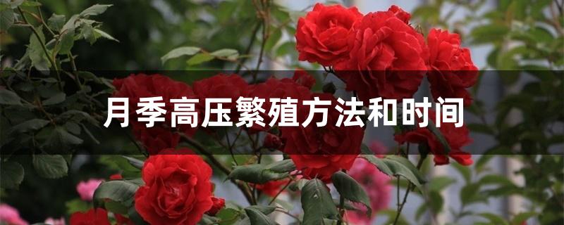 月季高压繁殖方法和时间