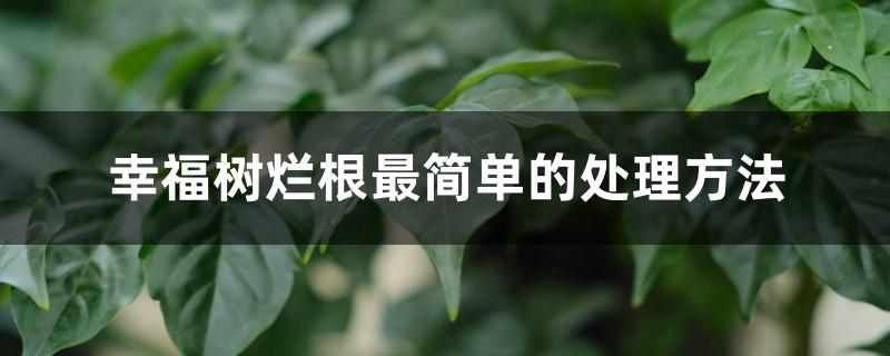 幸福树烂根最简单的处理方法