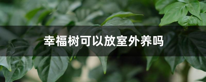 幸福树可以放室外养吗