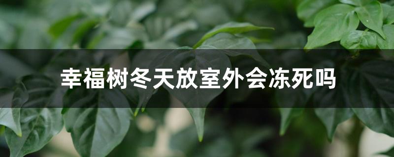 幸福树冬天放室外会冻死吗