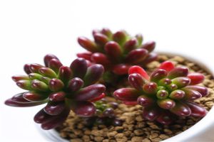 虹之玉长白虫子怎么办? 虹之玉长白虫子怎么办?