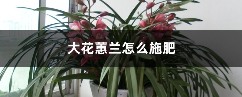 大花蕙兰怎么施肥