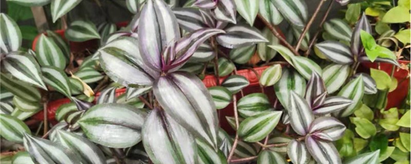 吊竹梅能开花吗，养护方法