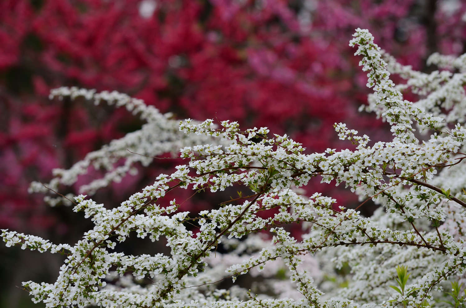 雪柳花