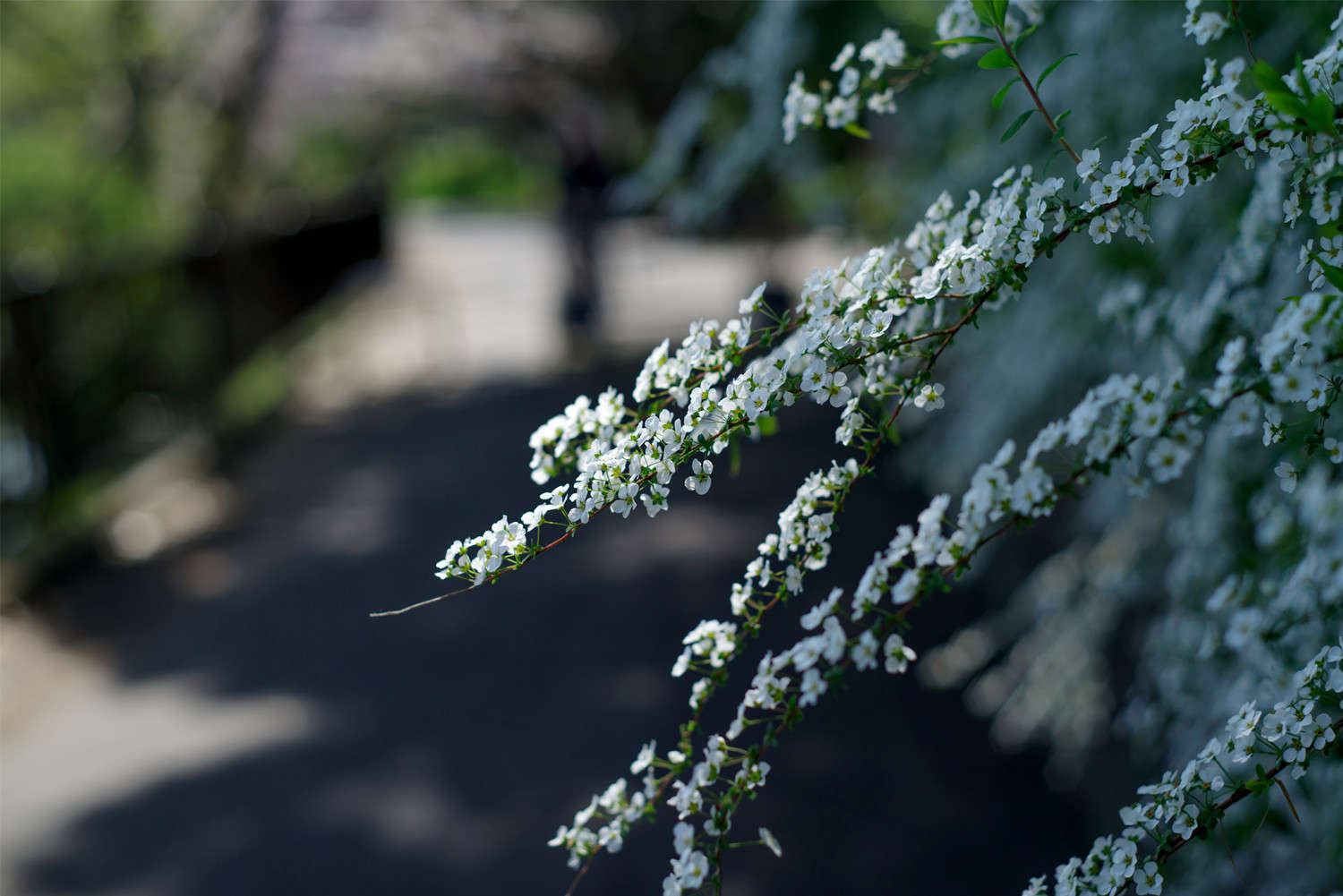 雪柳花