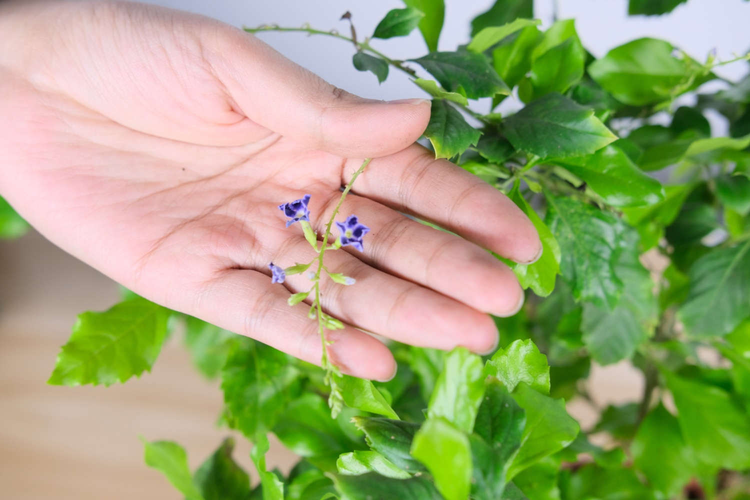 蕾丝金露花