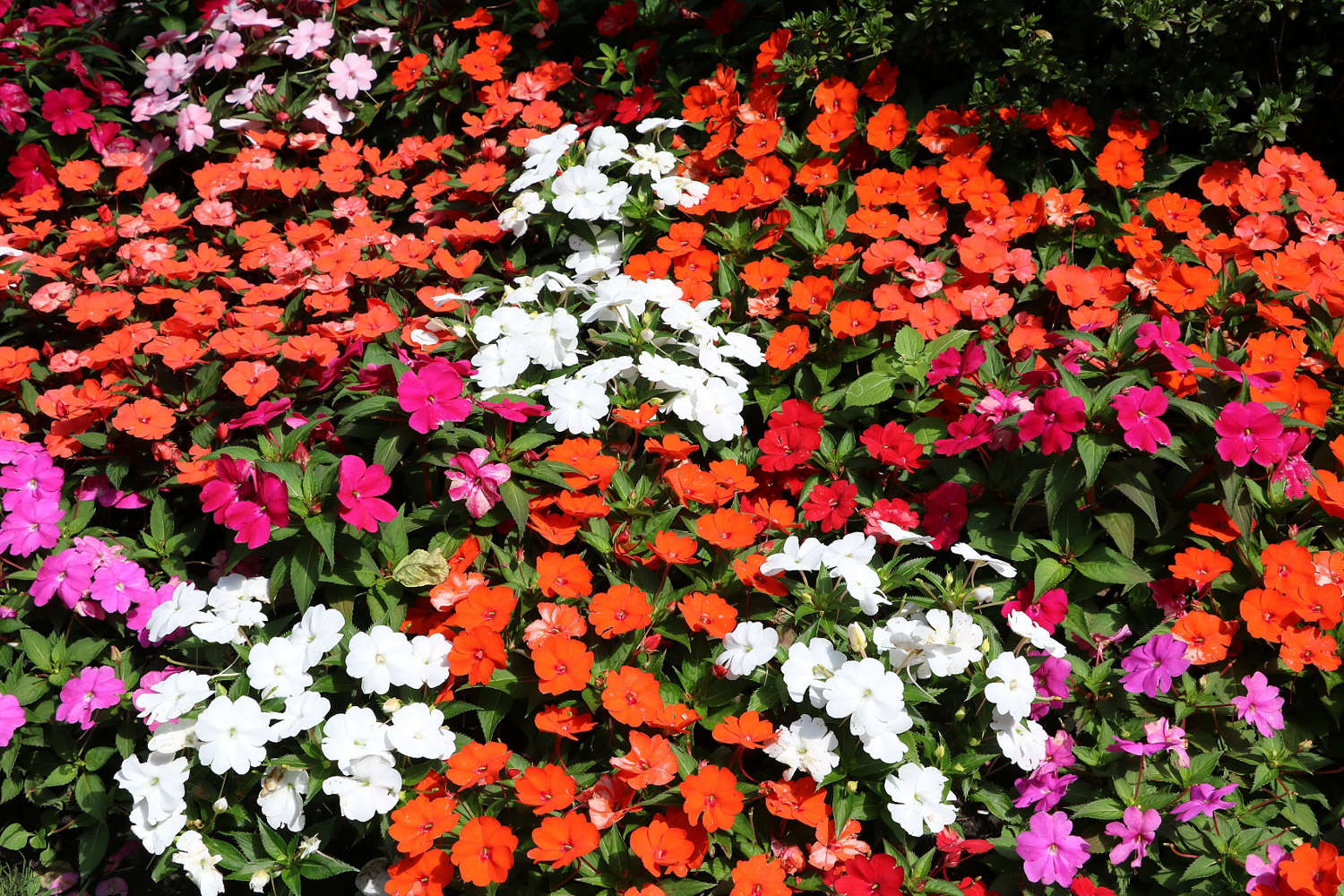 凤仙花 凤仙花