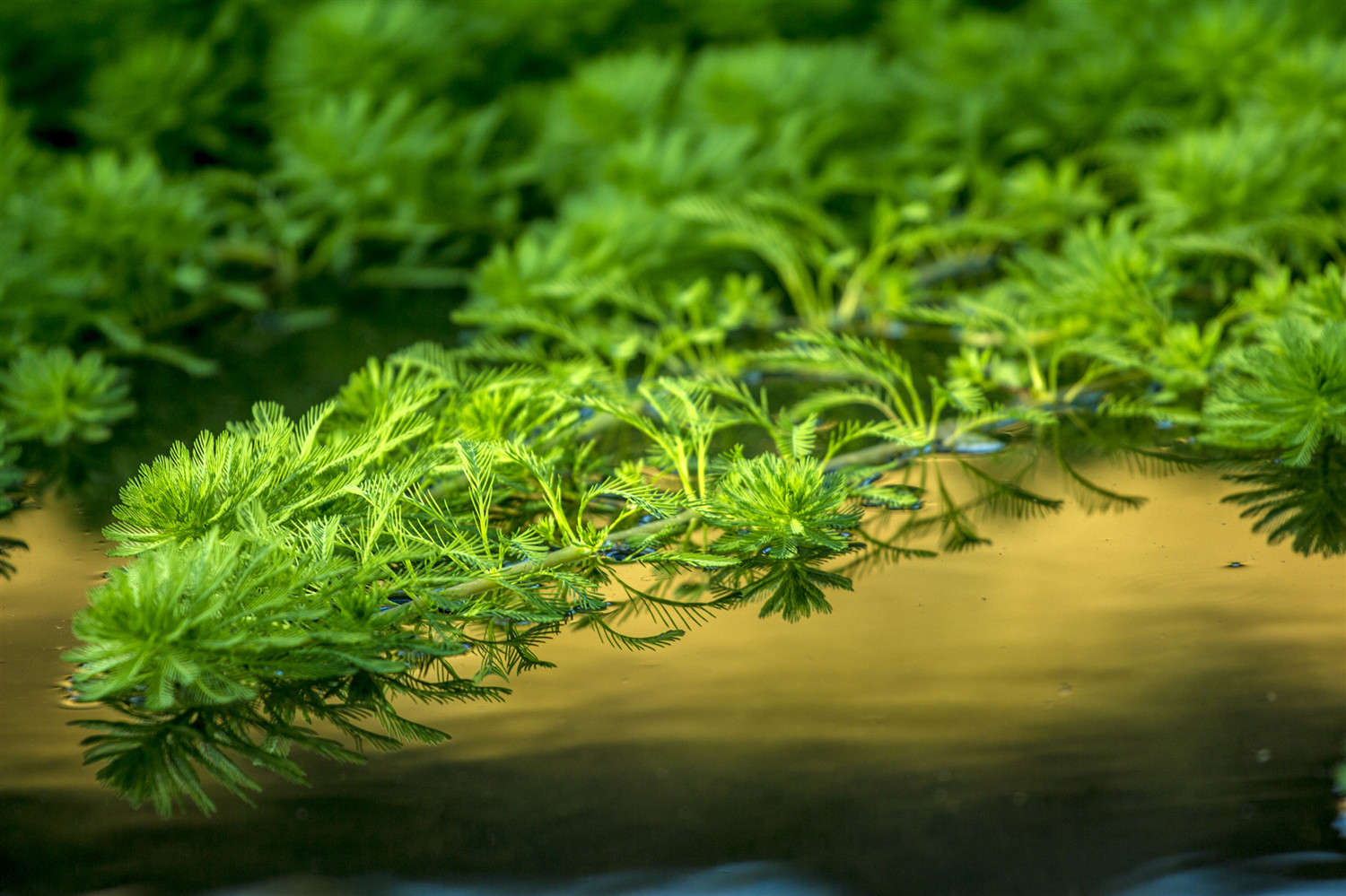 水草