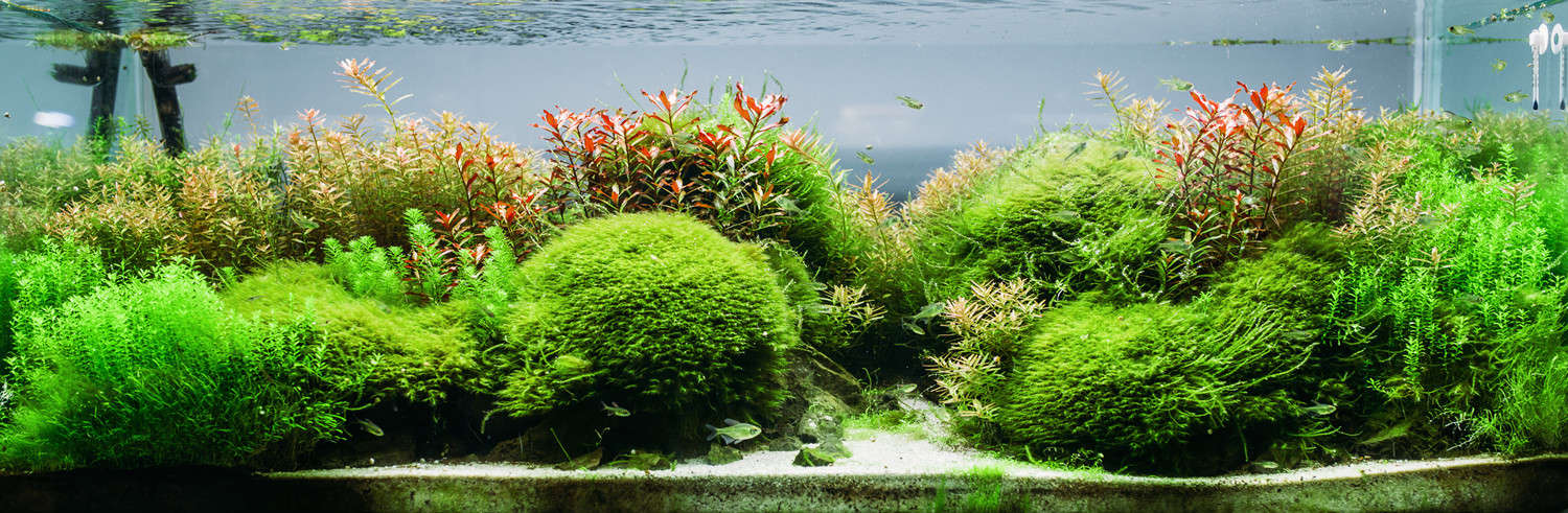 水草