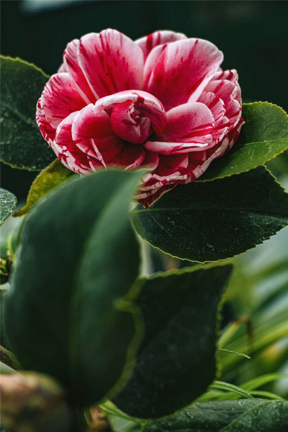五色茶花