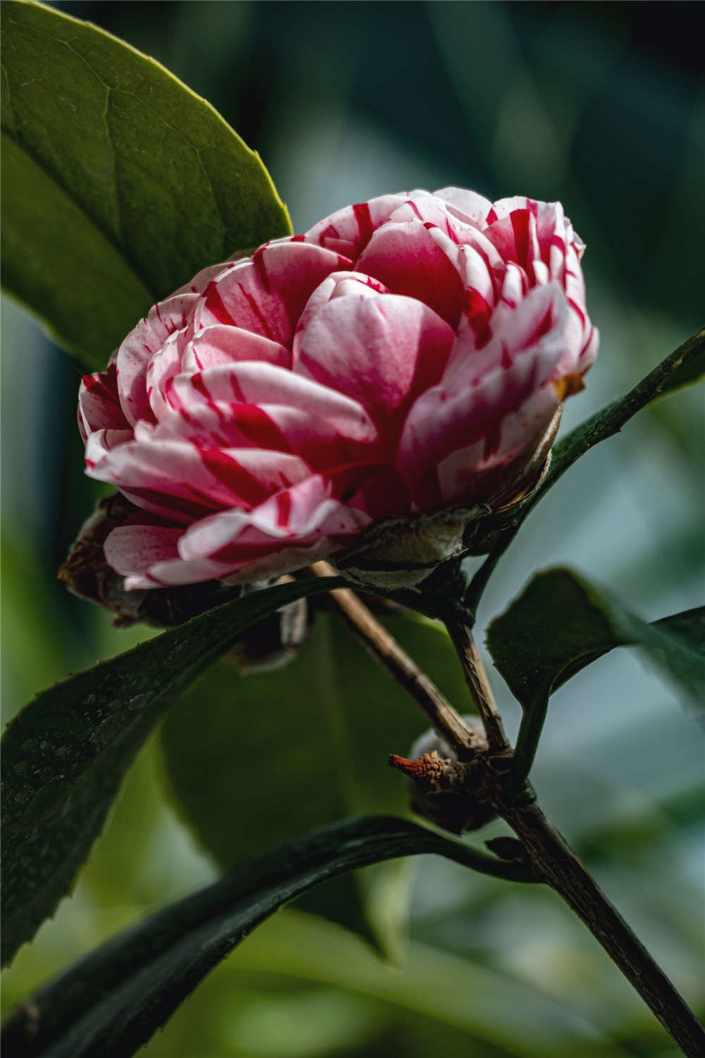 五色茶花