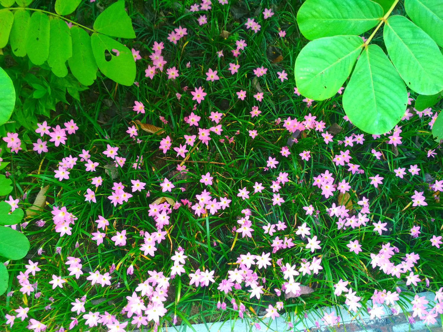 花卉
