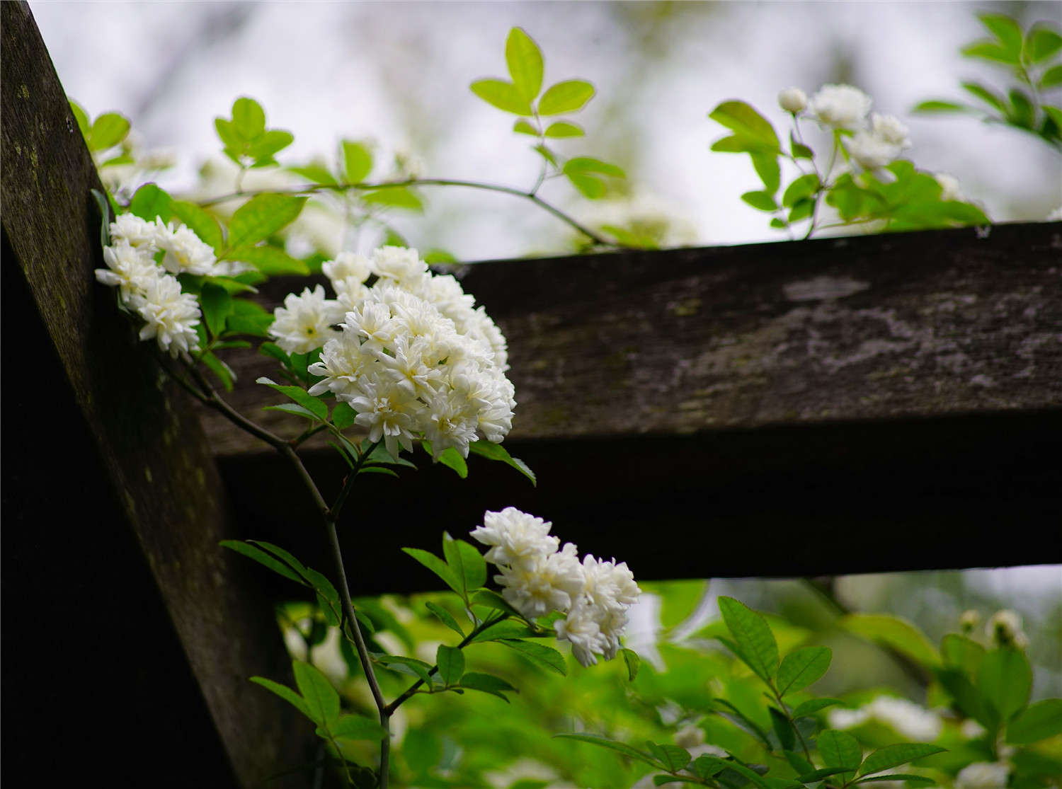 木香花 木香花