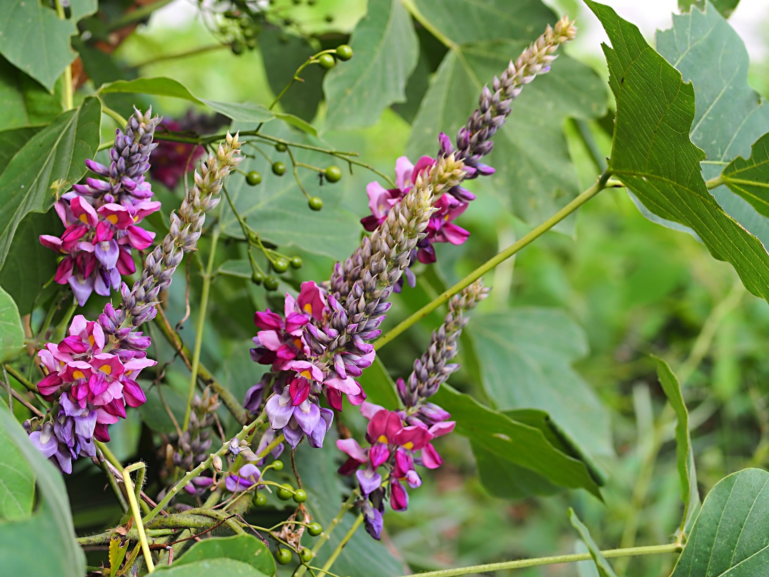 葛花 葛花