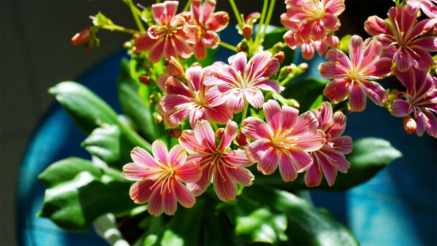 露薇花