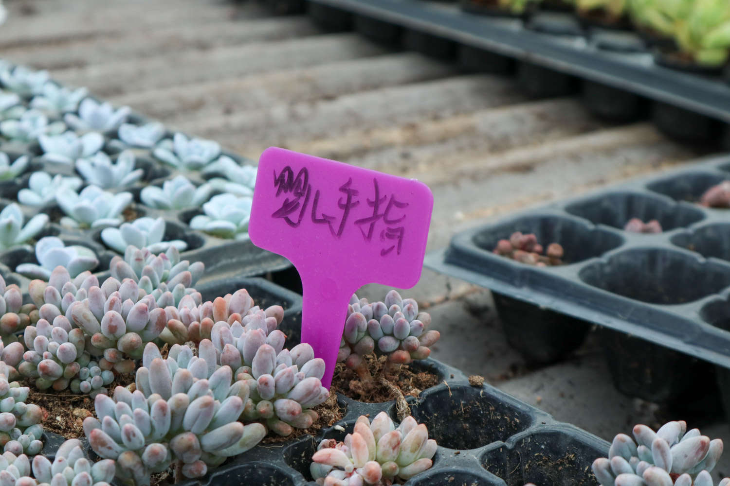 婴儿手指
