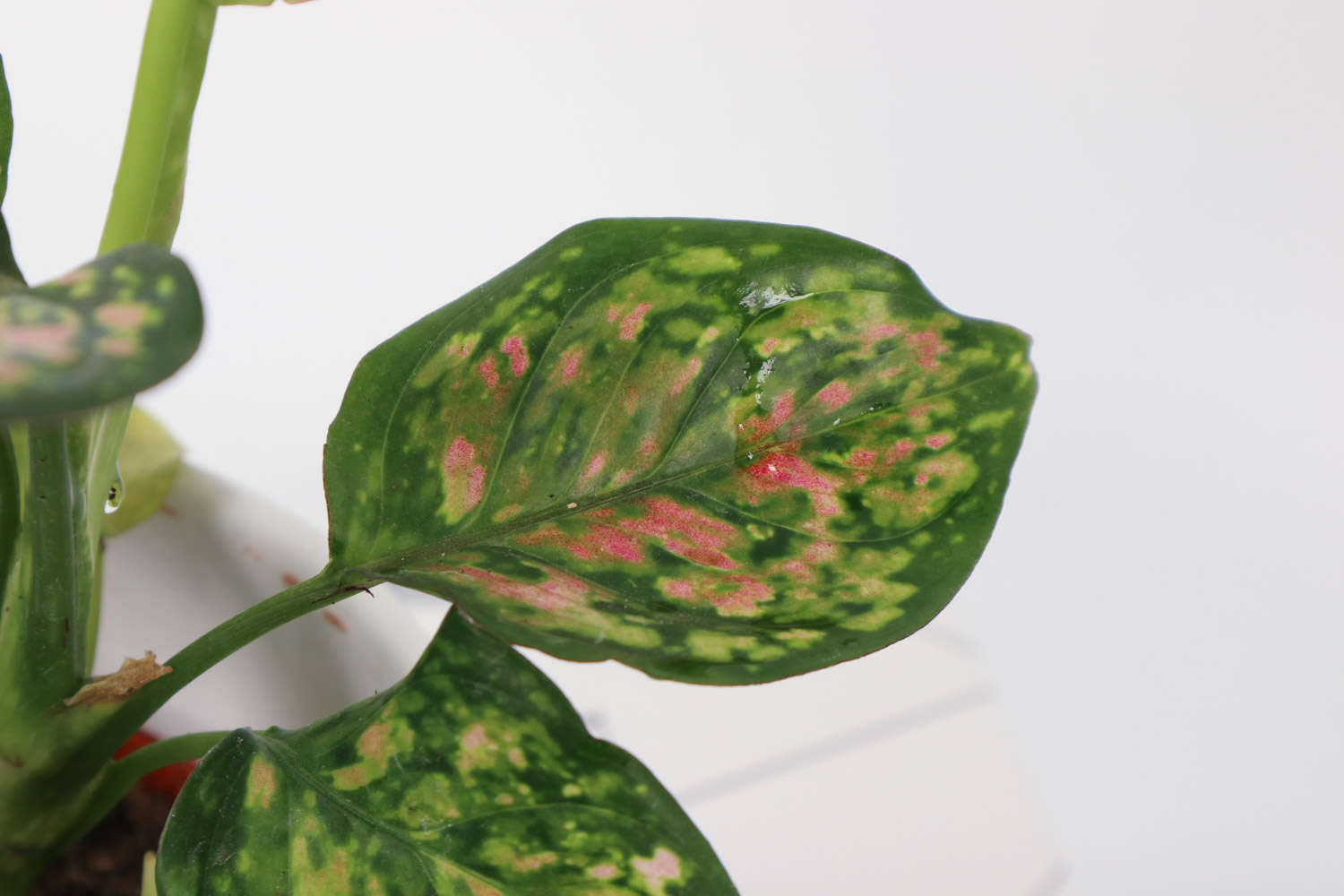 花叶万年青 花叶万年青