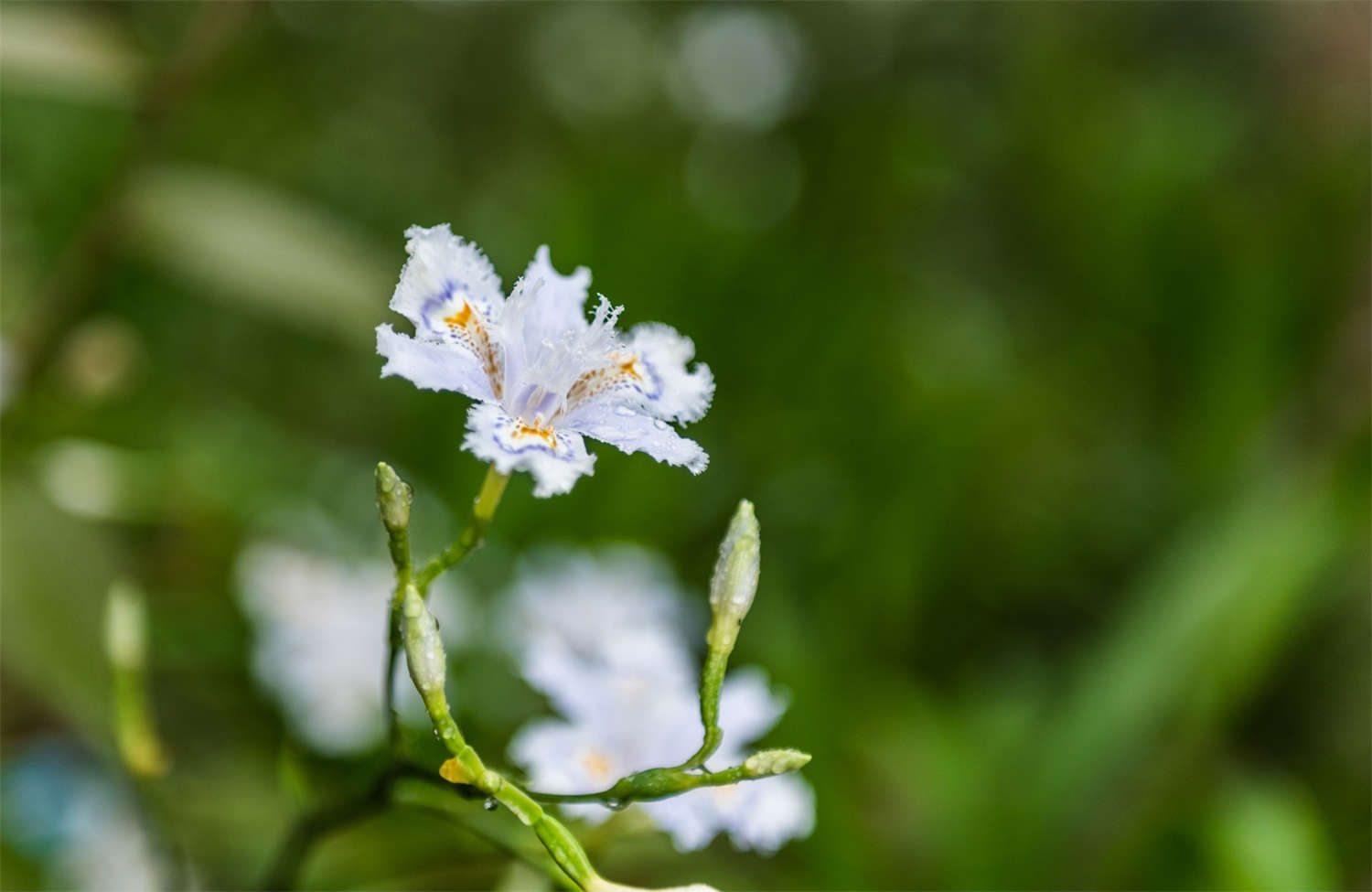 蝴蝶花