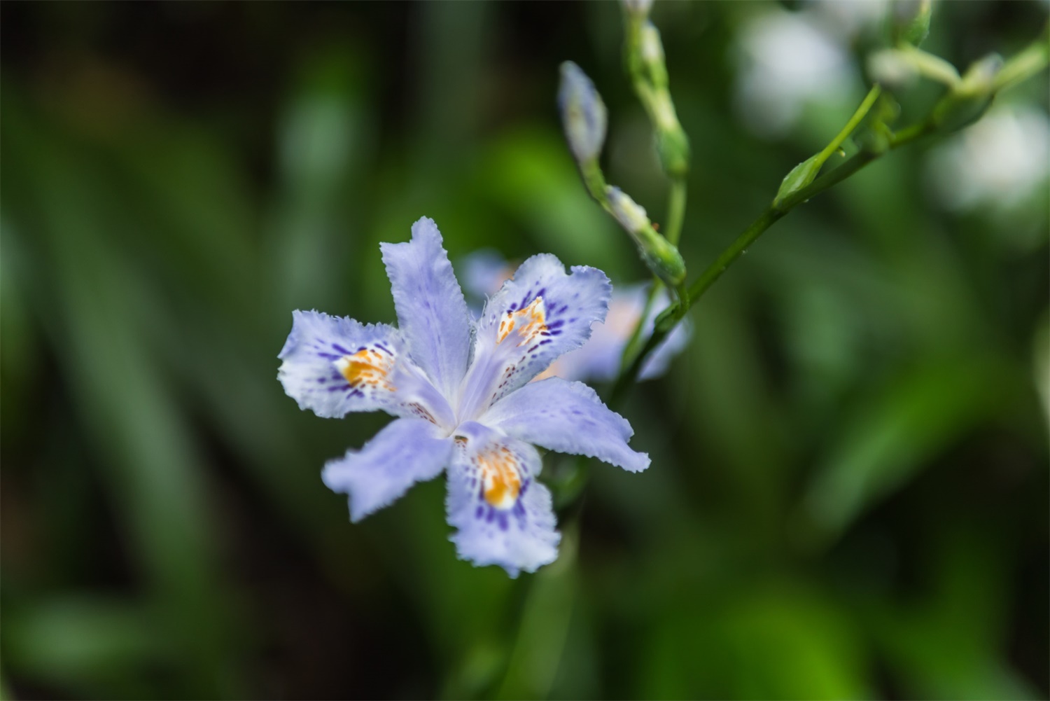 蝴蝶花