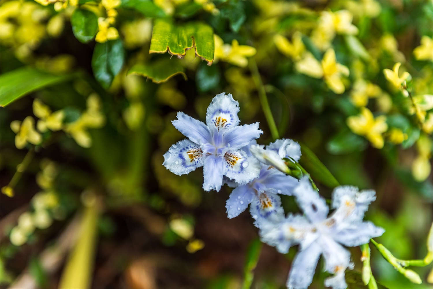 蝴蝶花