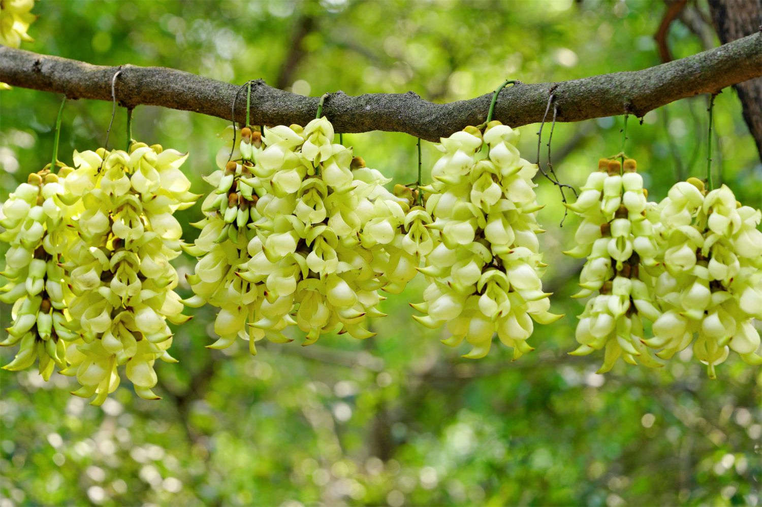禾雀花