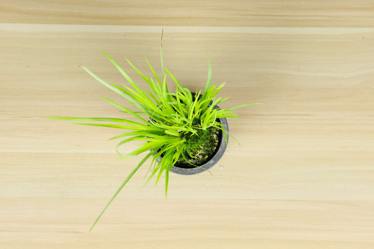 菖蒲