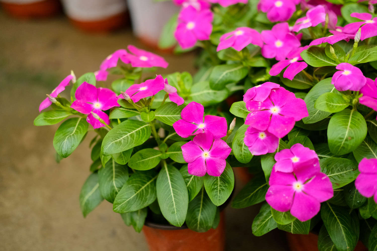 长春花